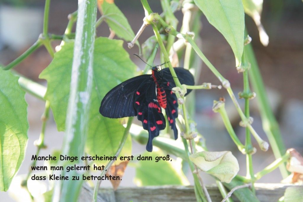 Manche Dinge